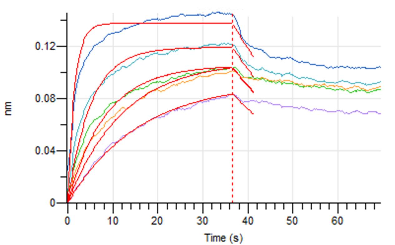 Biotinylated Human Nectin-2 +BLI.jpg
